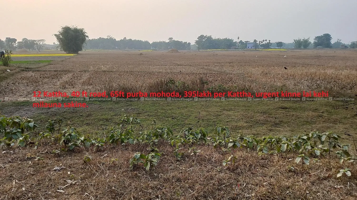 सस्तो जग्गा बिक्रीमा