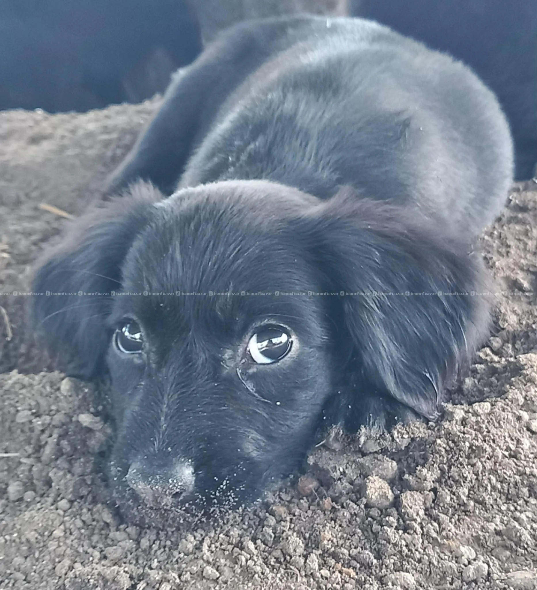 Golddador baby for adoption 2