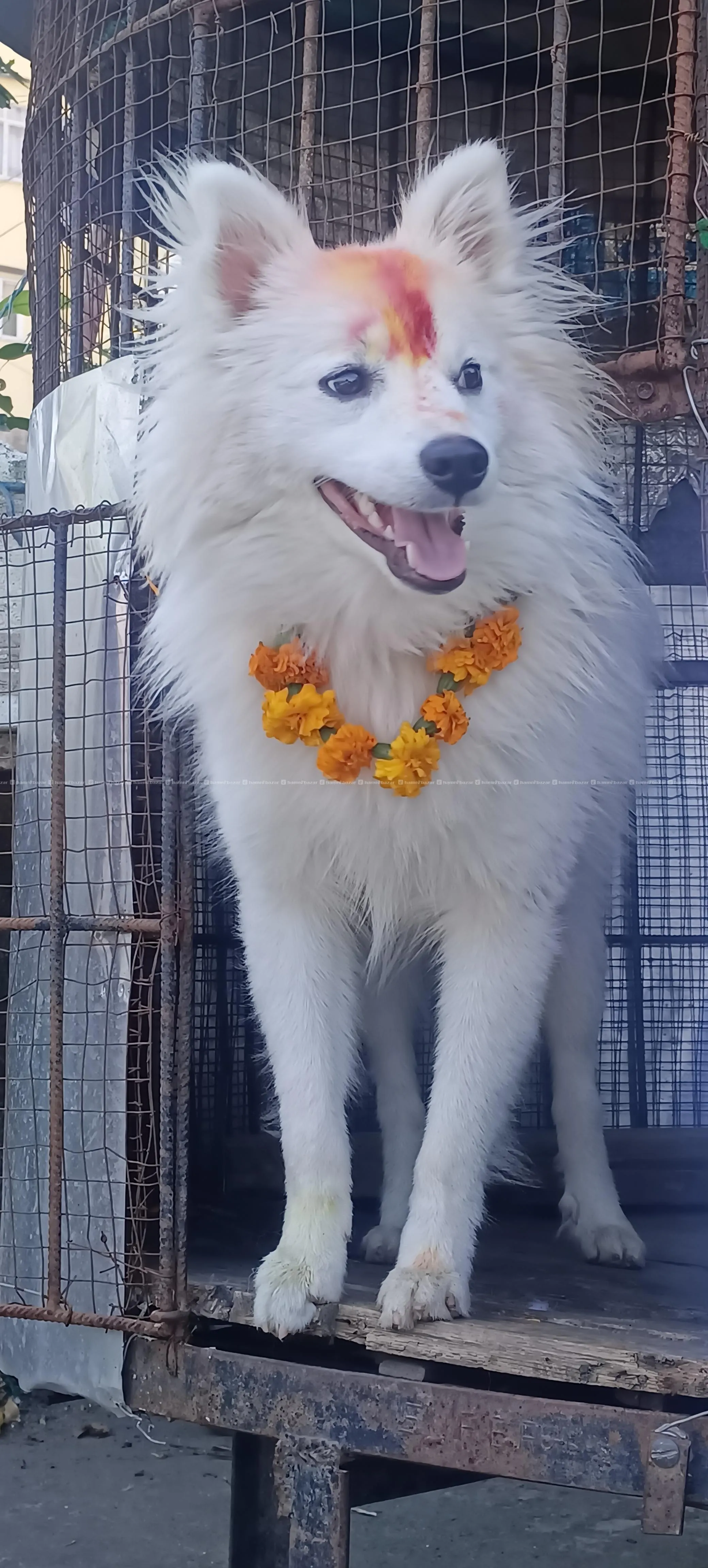 free adoption