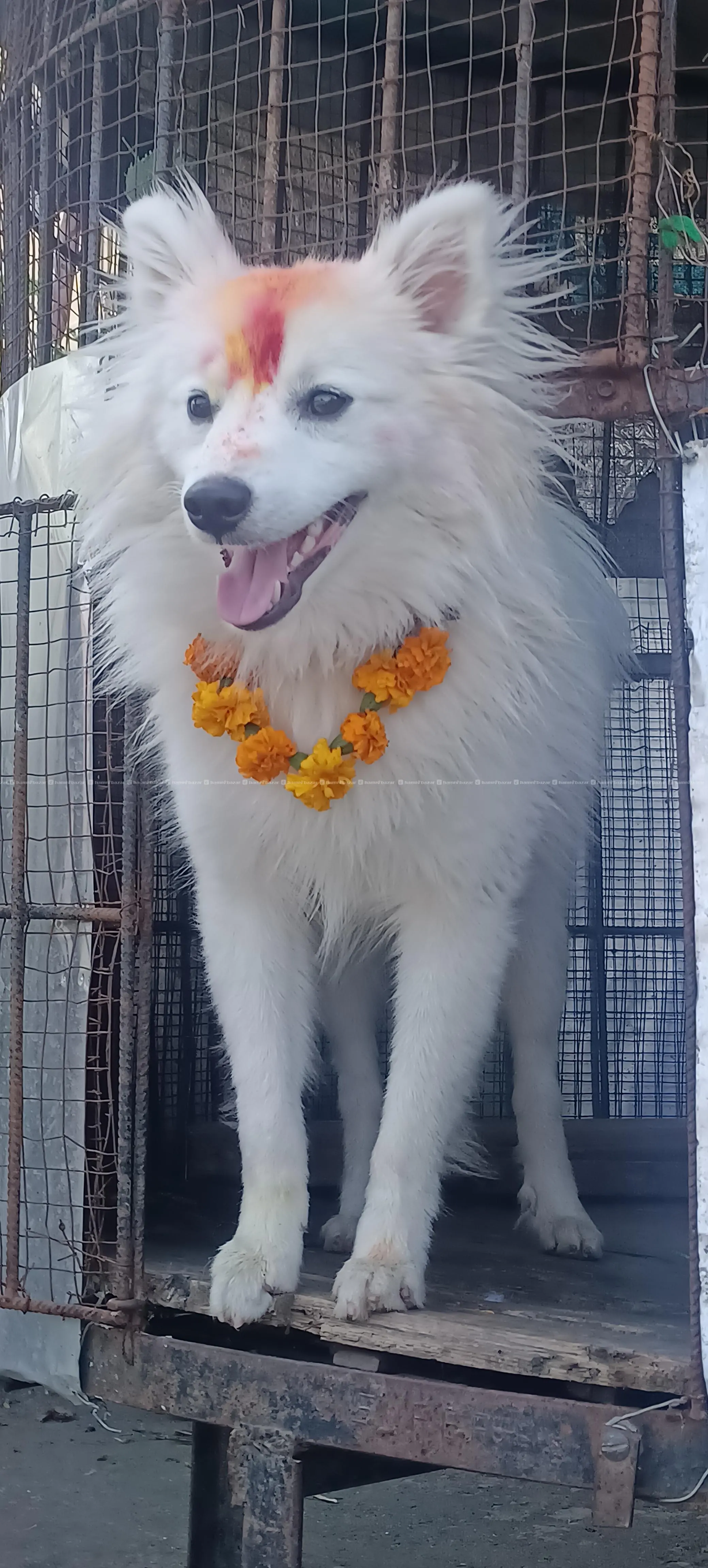 free adoption 2