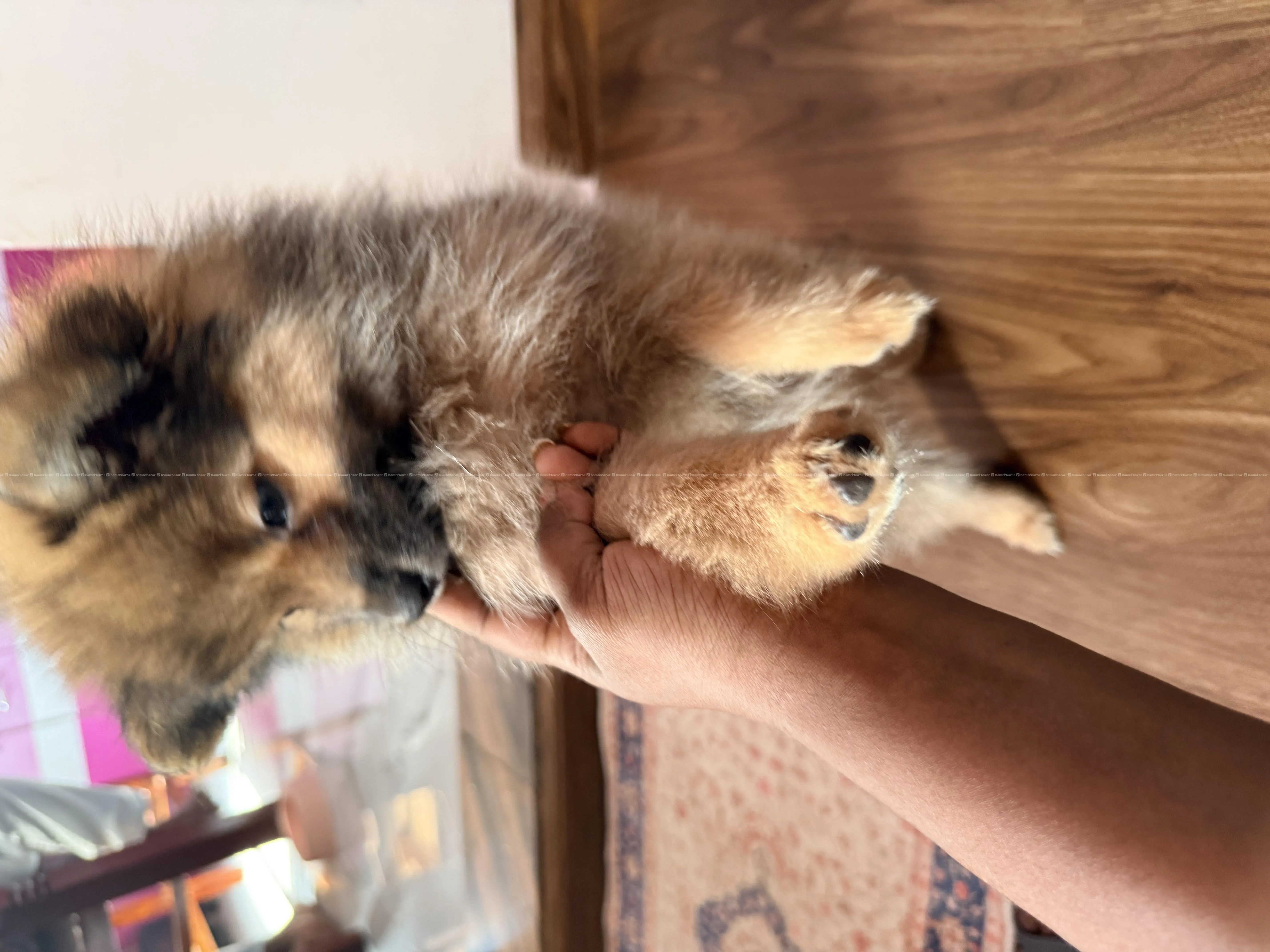 Healthy Pomeranian pupy 5