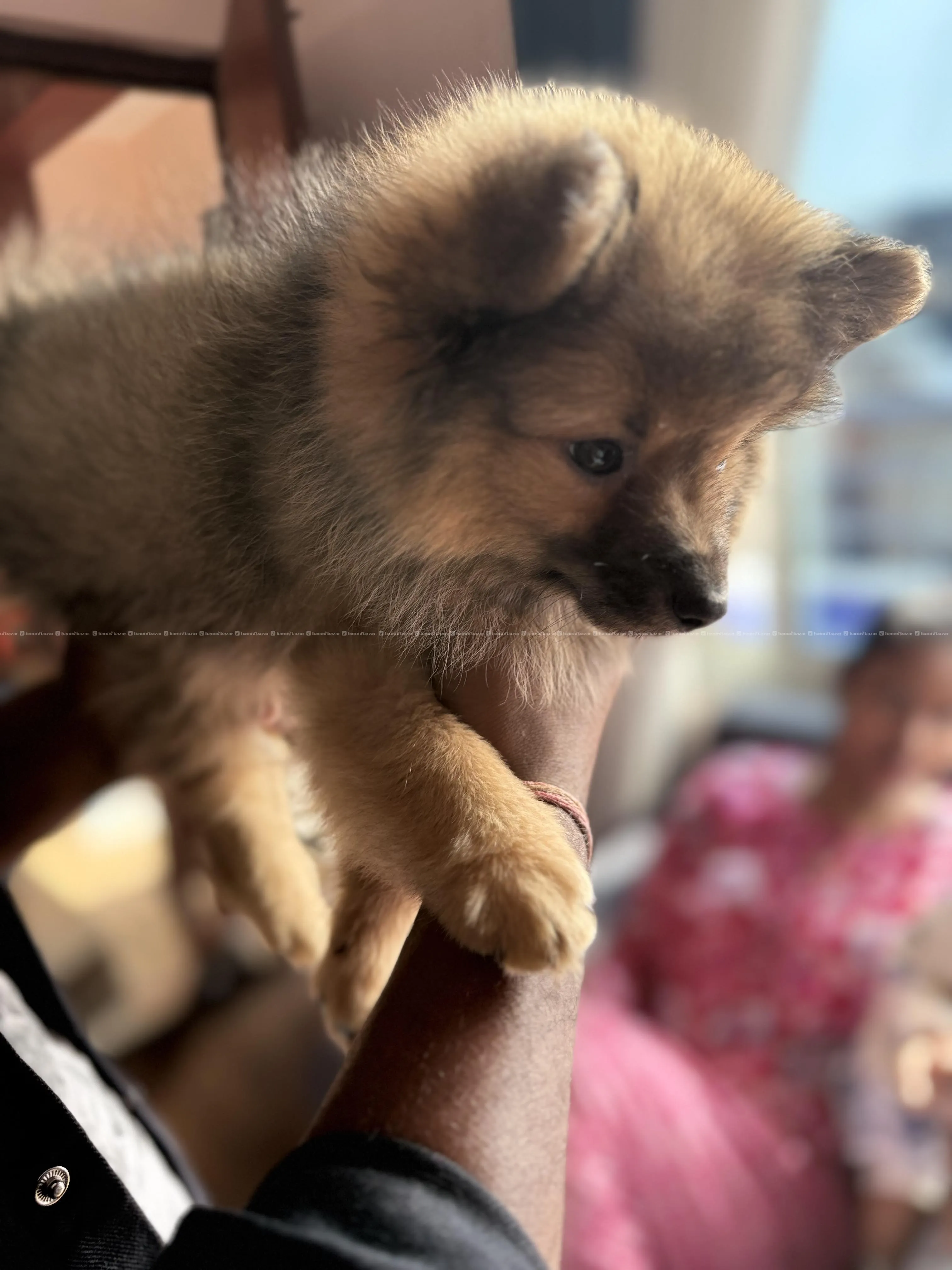 Healthy Pomeranian pupy 3