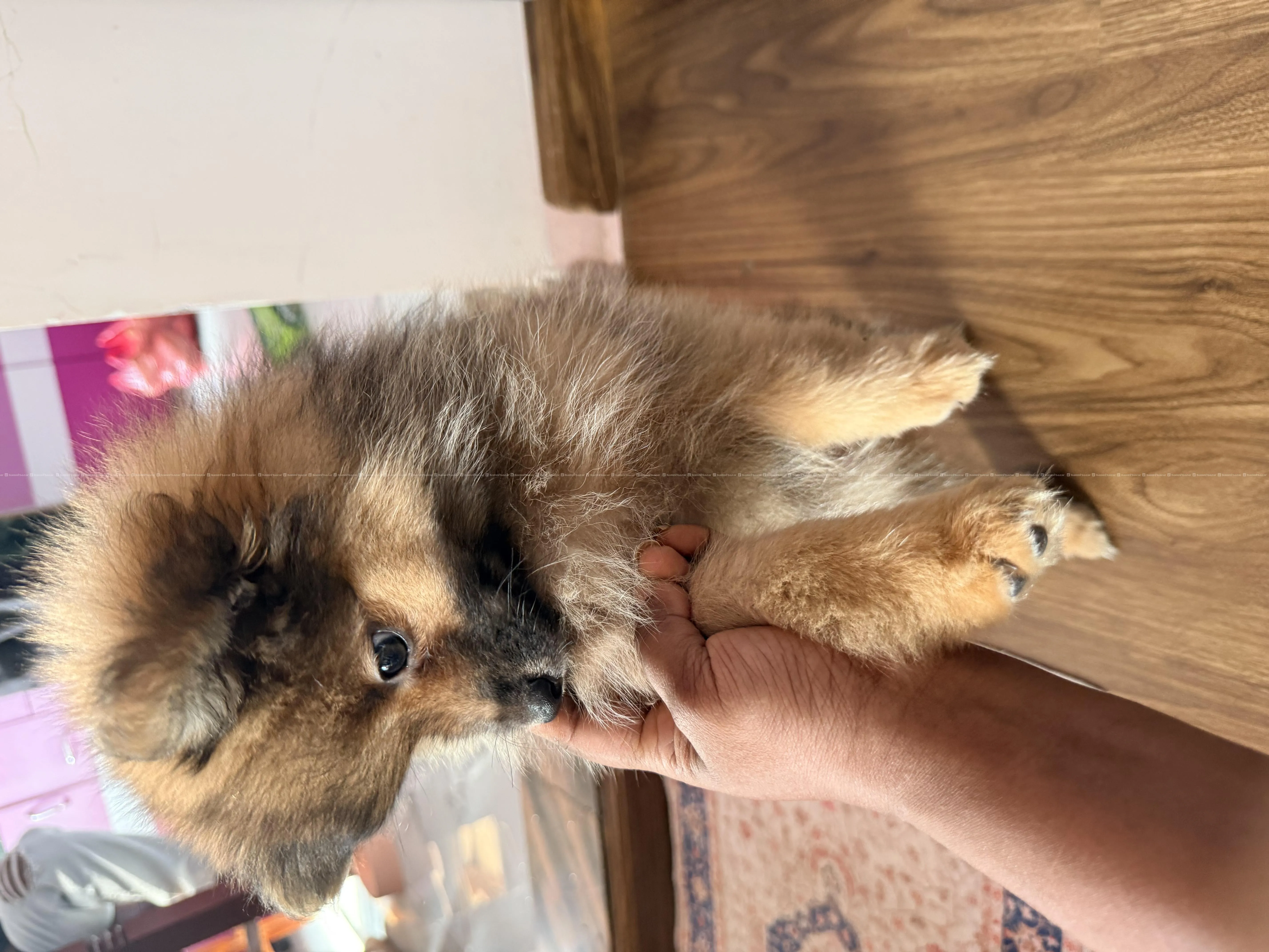 Healthy Pomeranian pupy 4