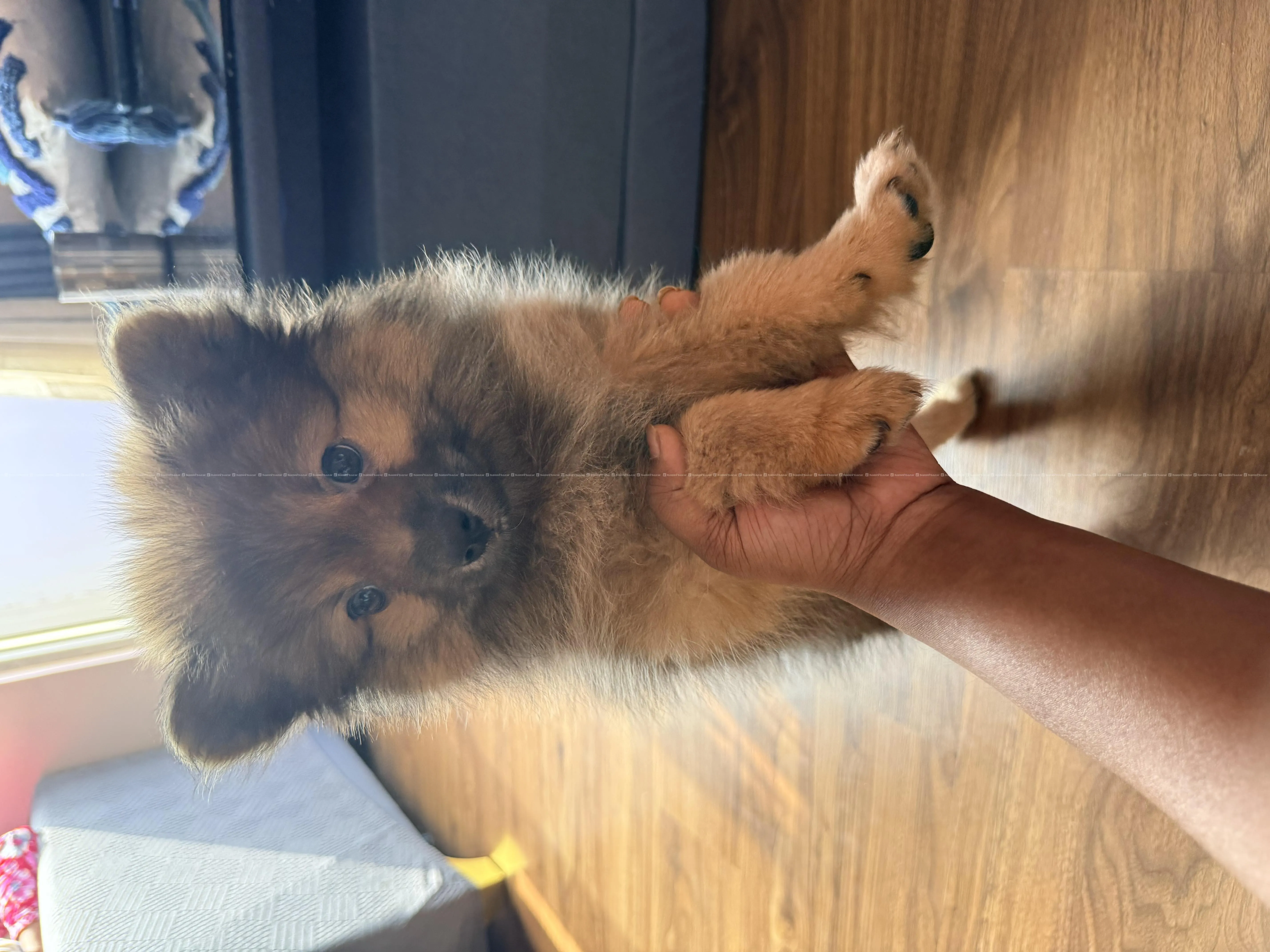 Healthy Pomeranian pupy 2