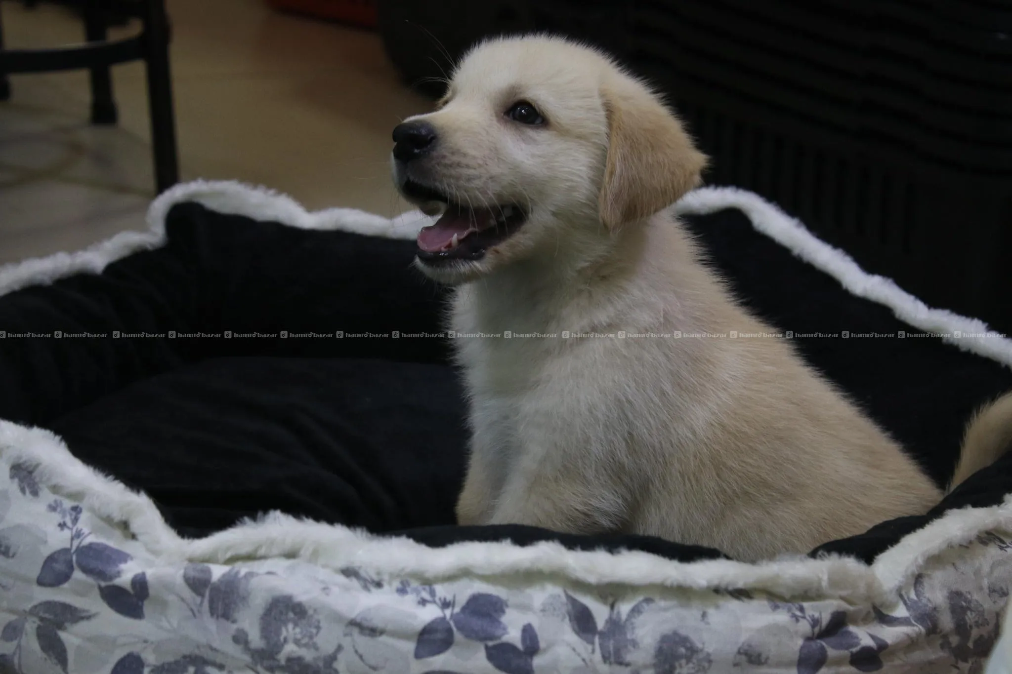 Golden Lab Male puppy on sale in kathmandu