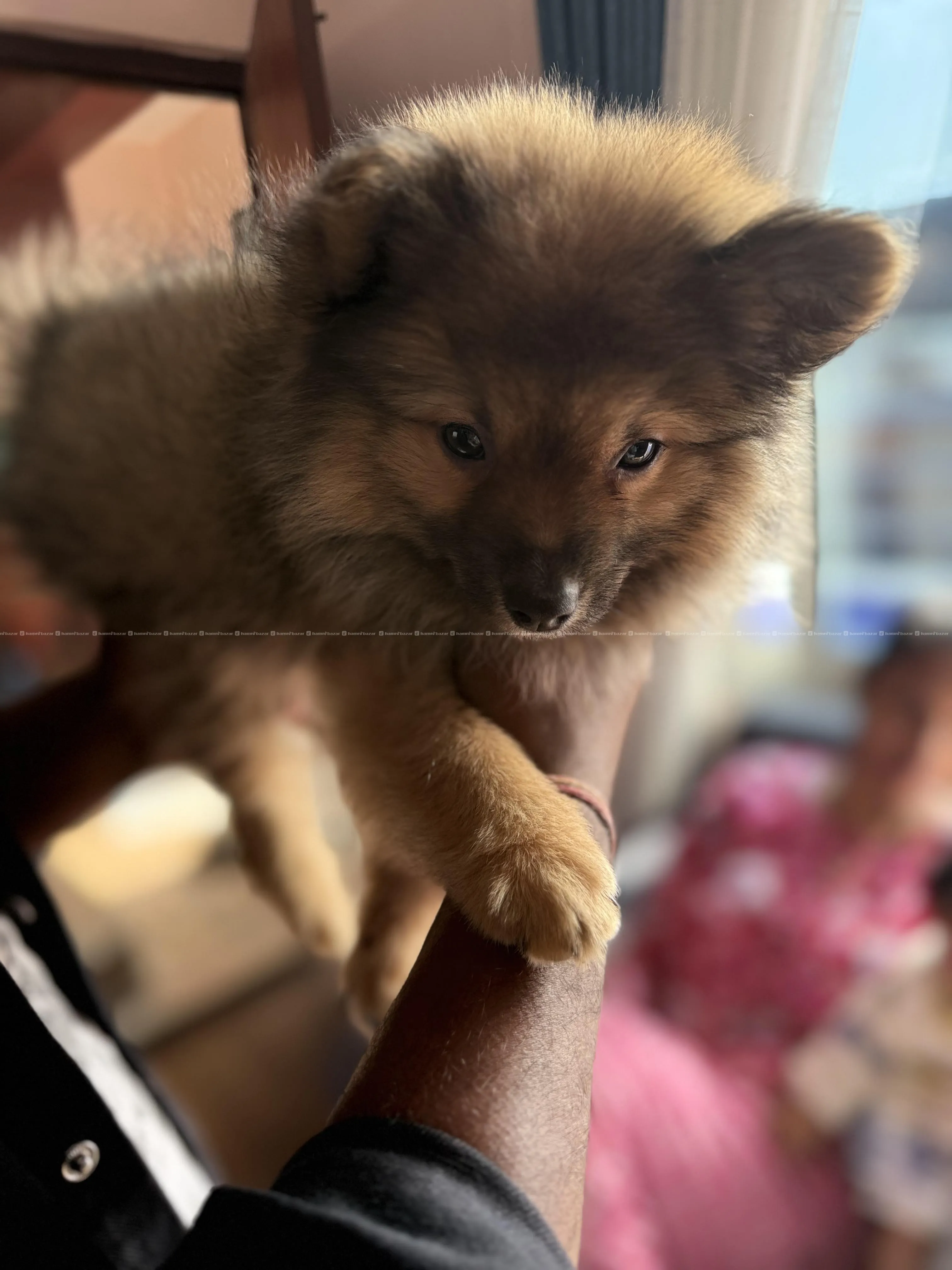 Healthy Pomeranian pupy 6