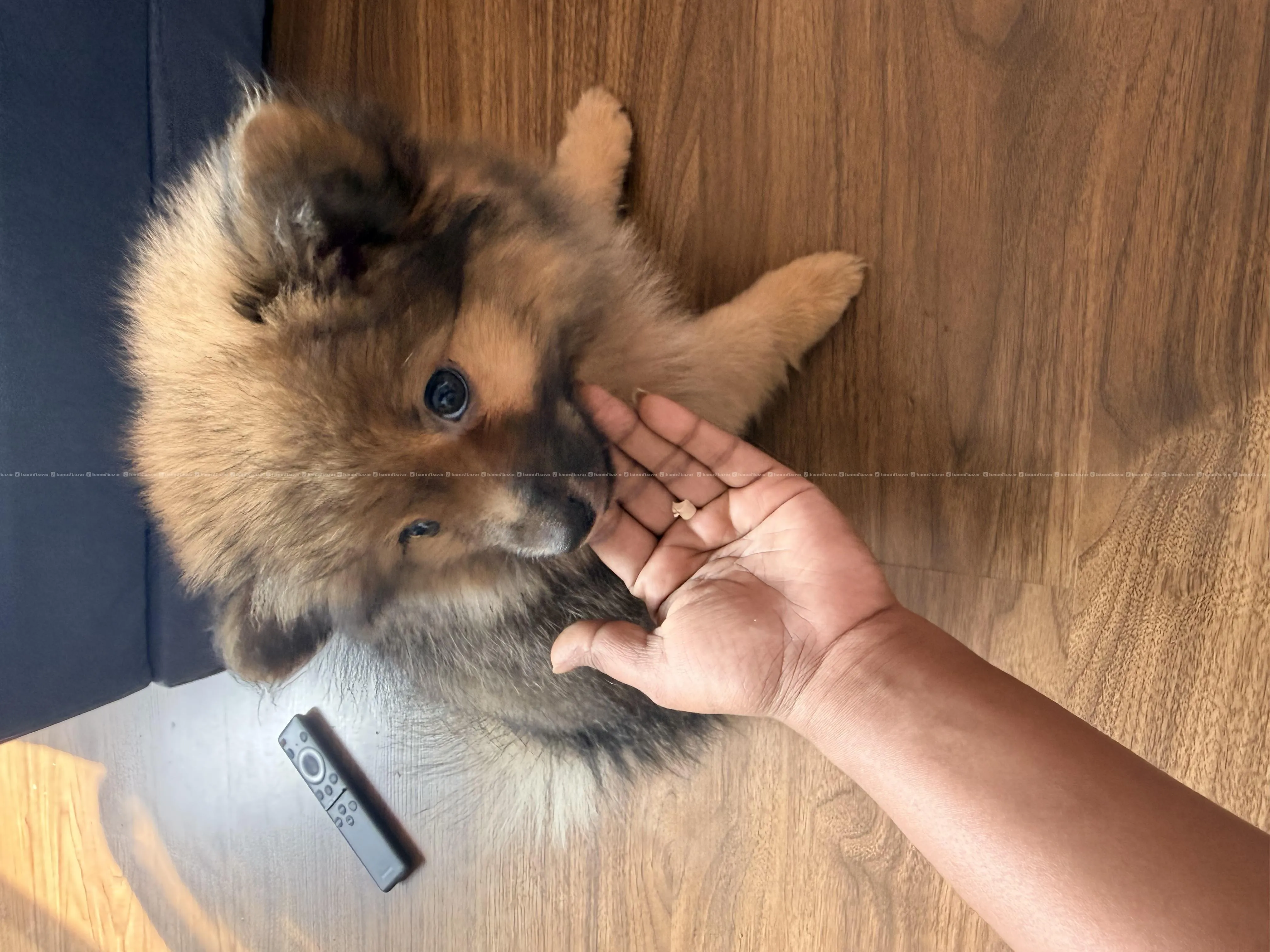Healthy Pomeranian pupy