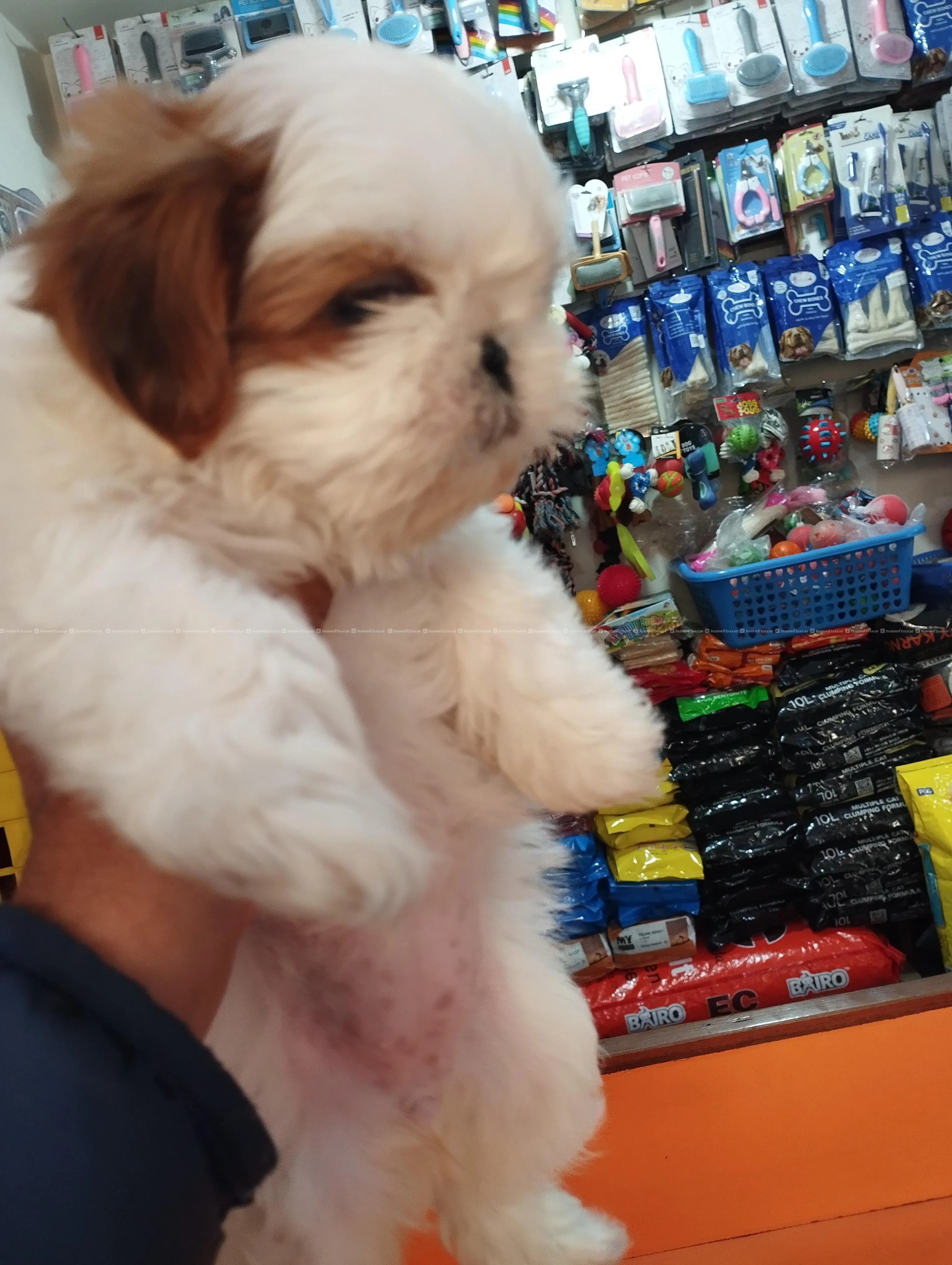 Shi Tzu puppy 3
