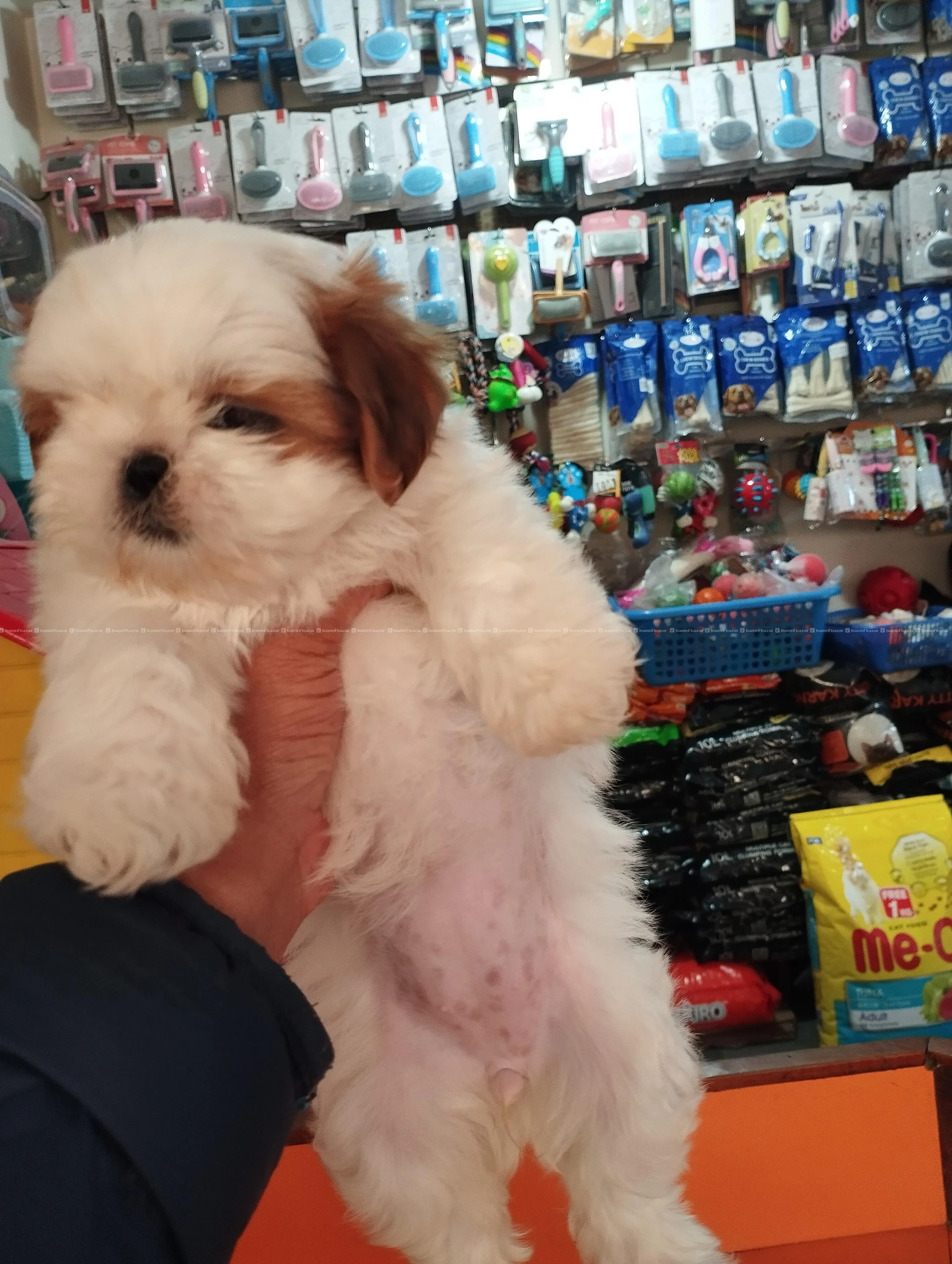 Shi Tzu puppy 2