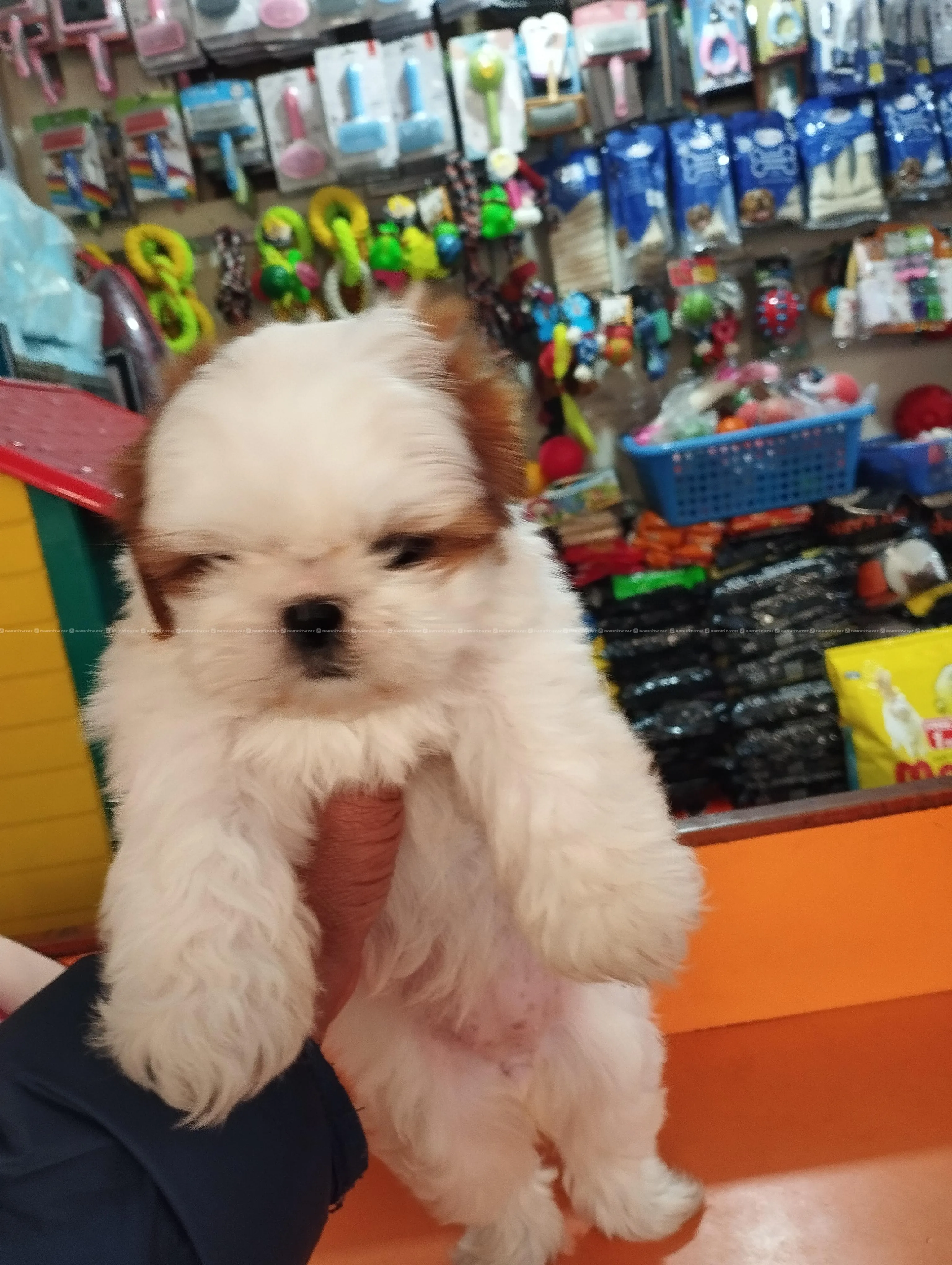 Shi Tzu puppy