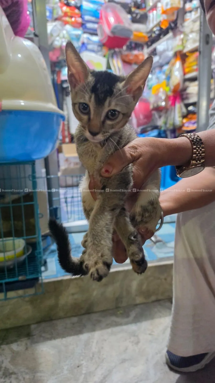Kitten for adoption