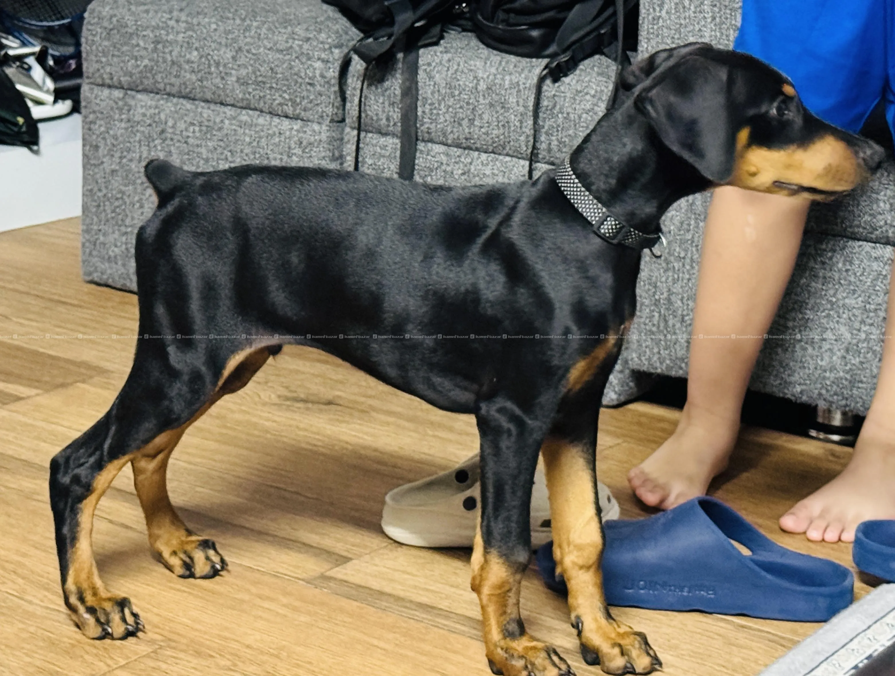 top quailty dobarman male puppy!! 4