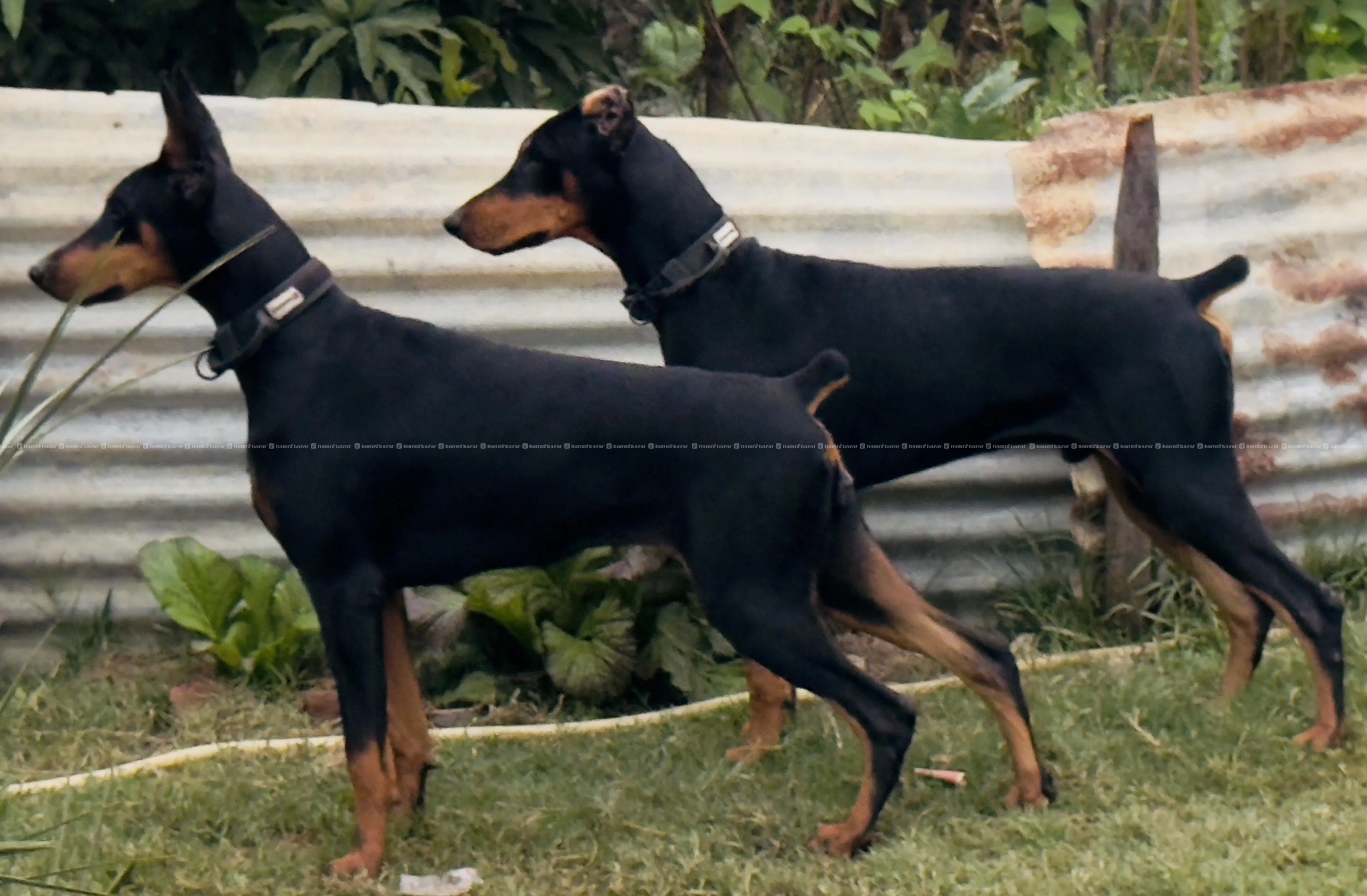 top quailty dobarman male puppy!! 2
