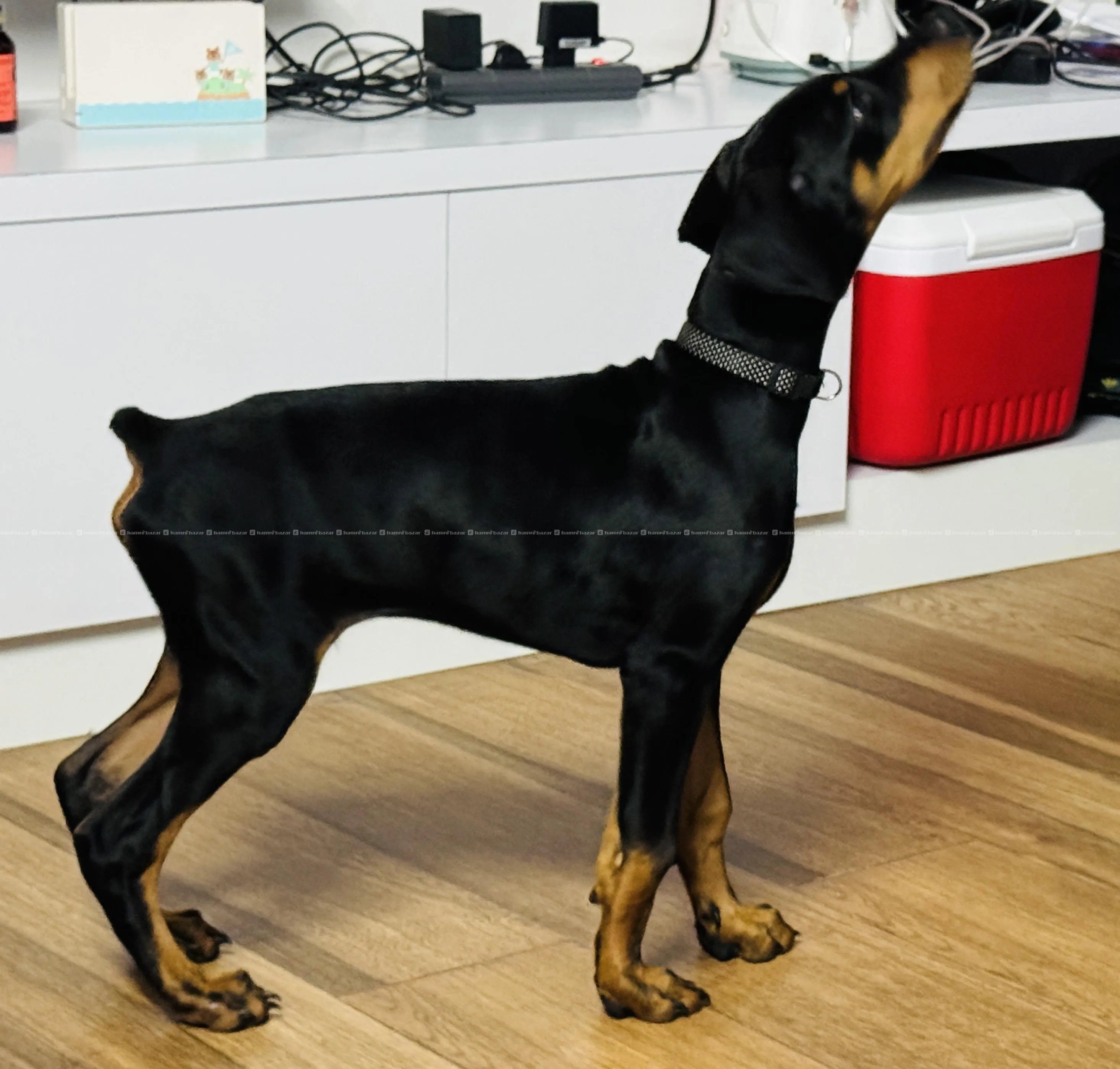 top quailty dobarman male puppy!!