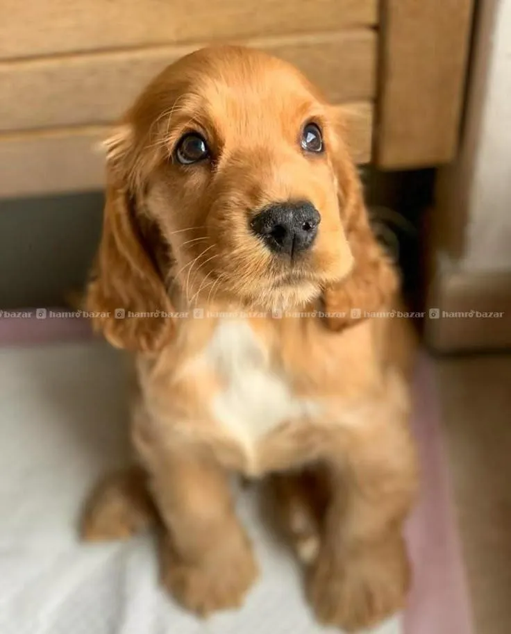 Cocker Spaniel Female on Sale 2