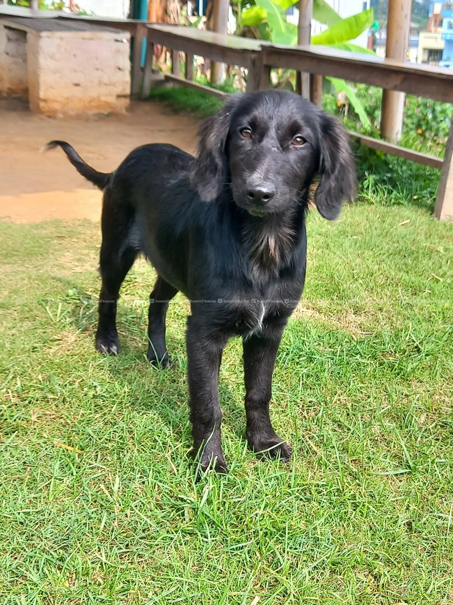Golddador baby for adoption
