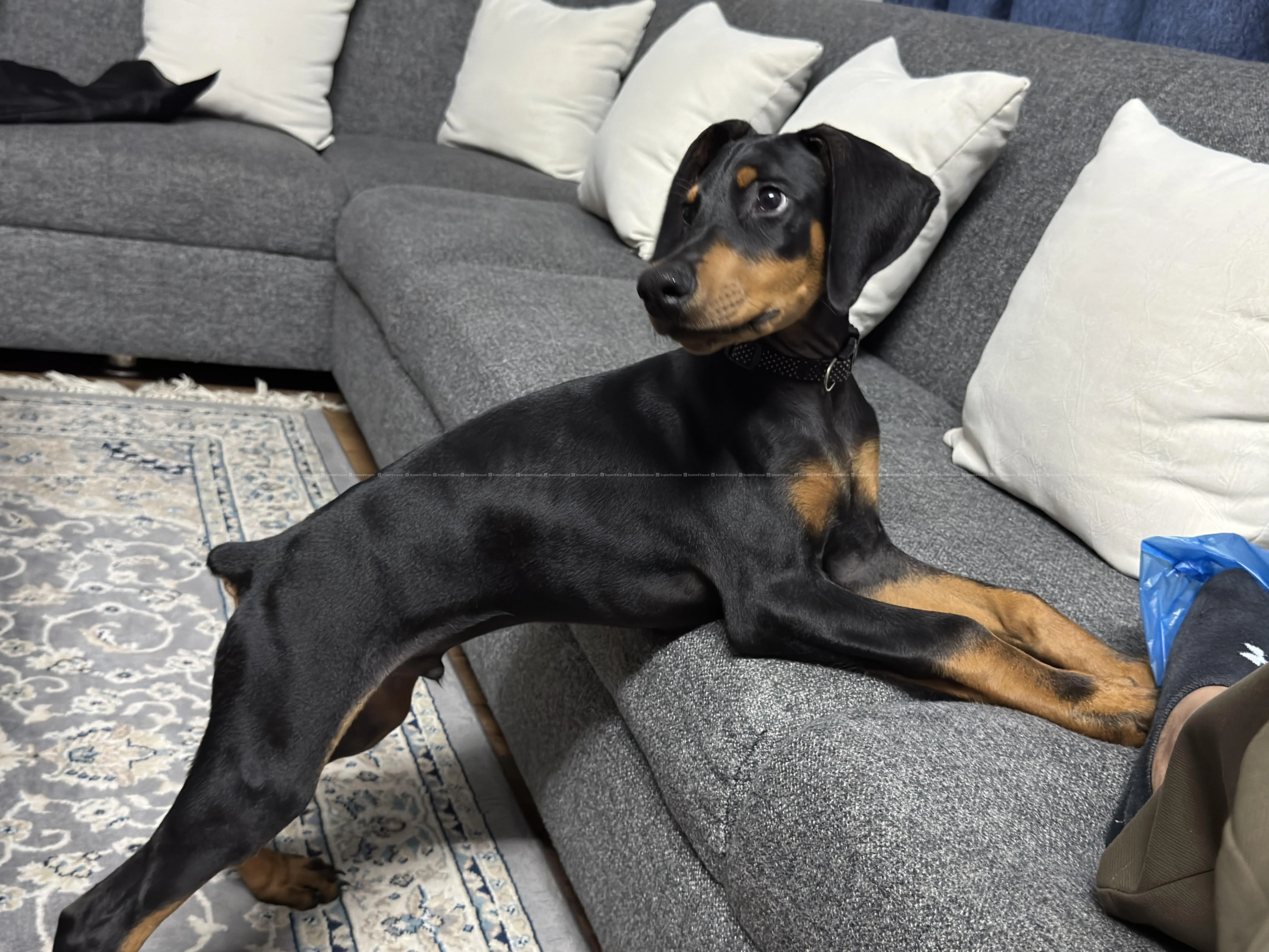 top quailty dobarman male puppy!! 3