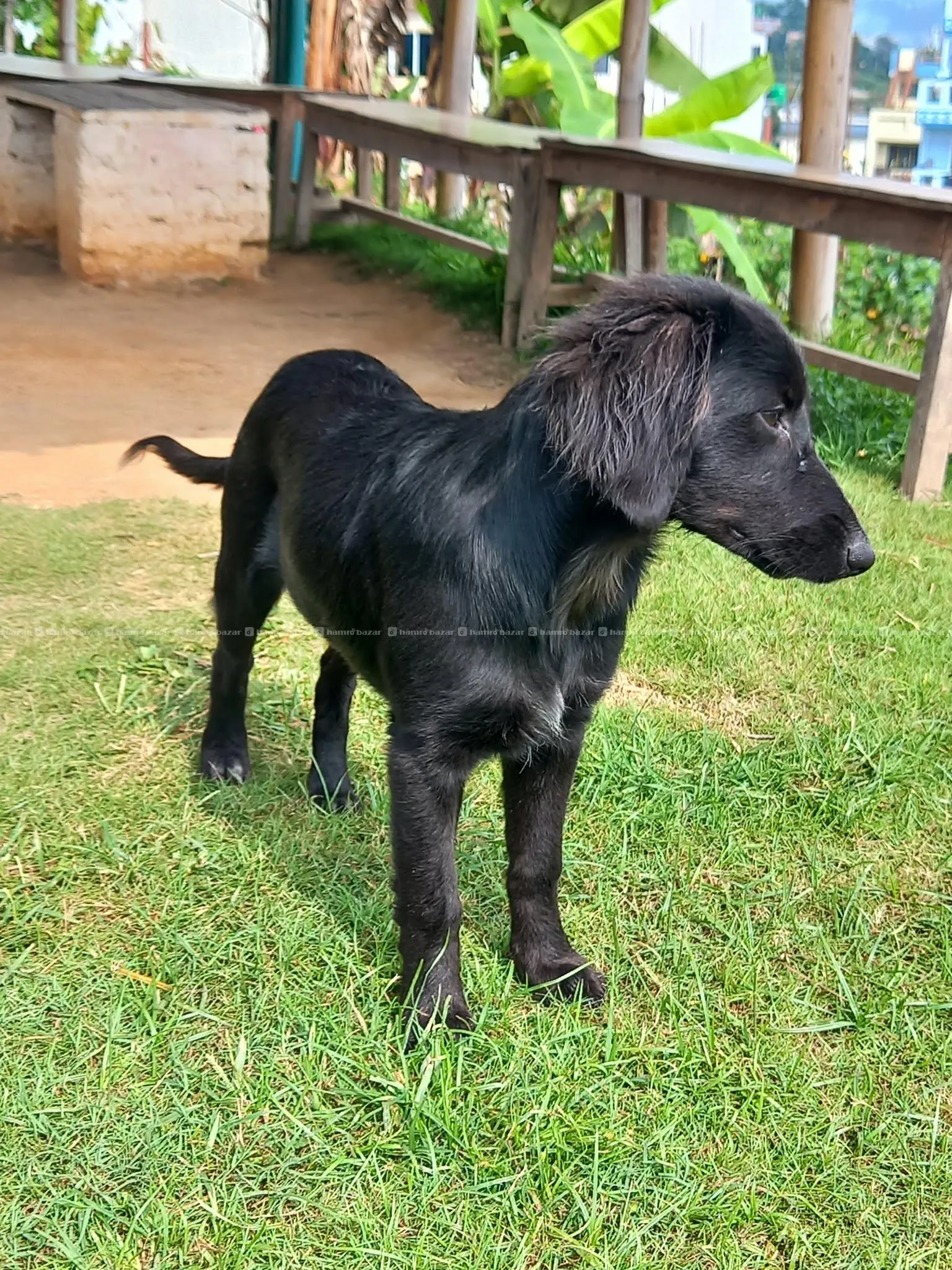Golddador baby for adoption 3