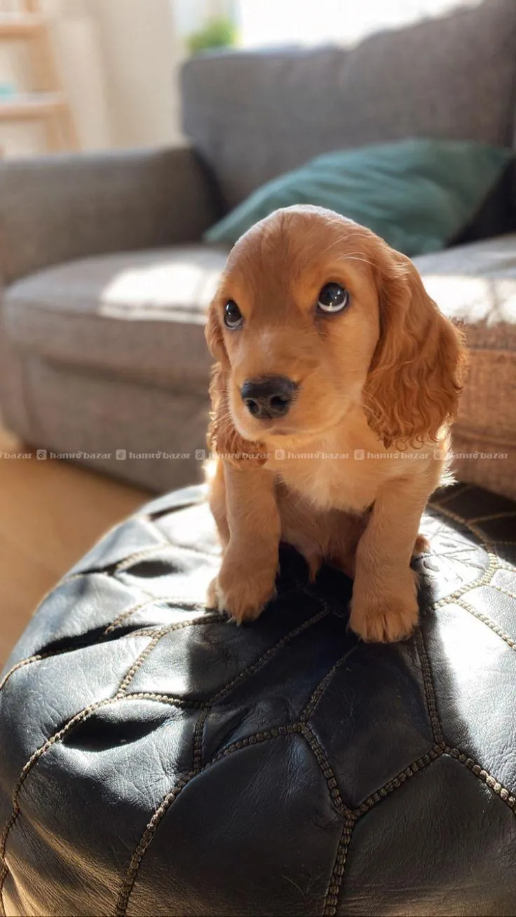 Cocker Spaniel Female on Sale