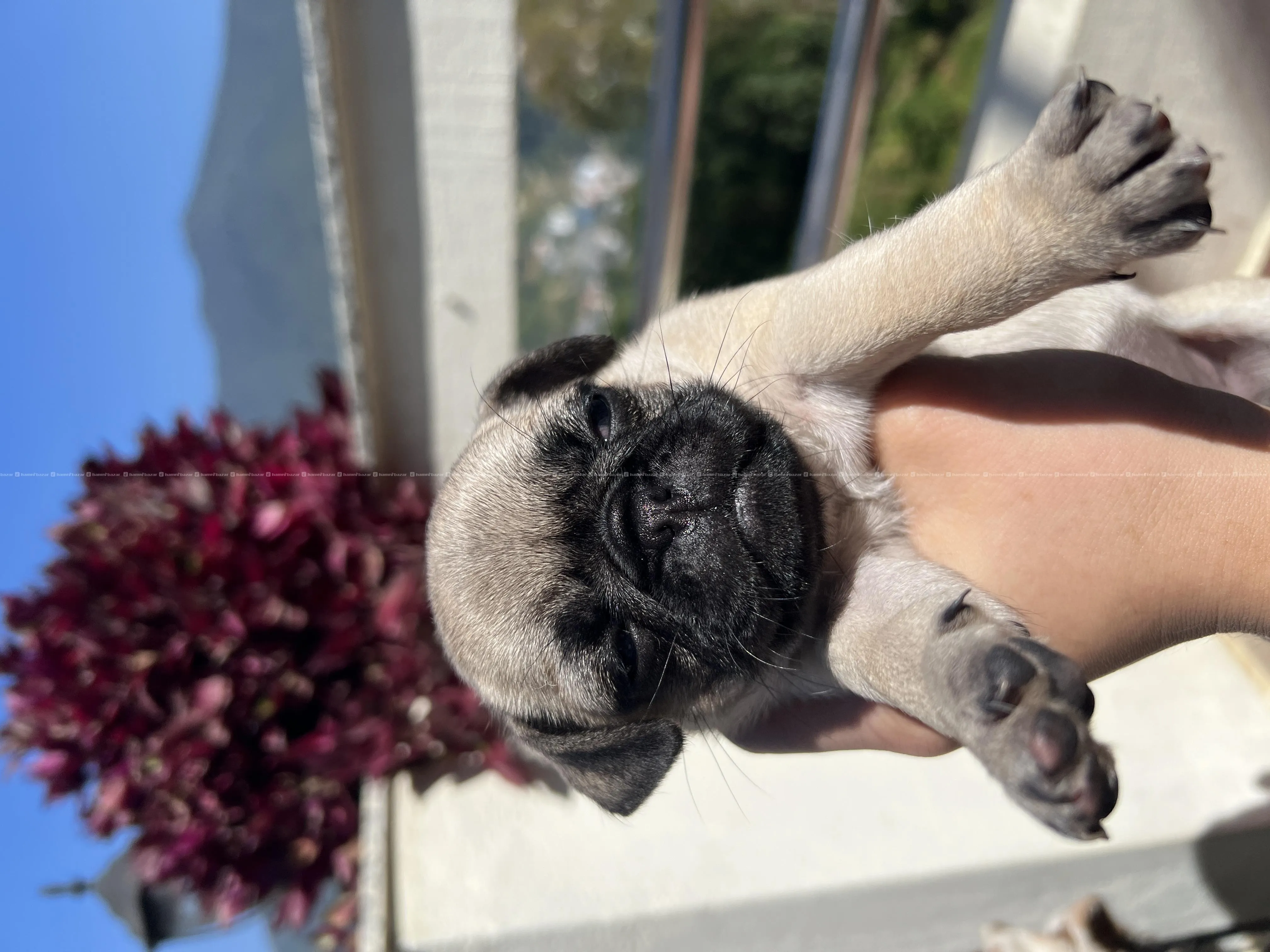 Pug Puppies For Sale