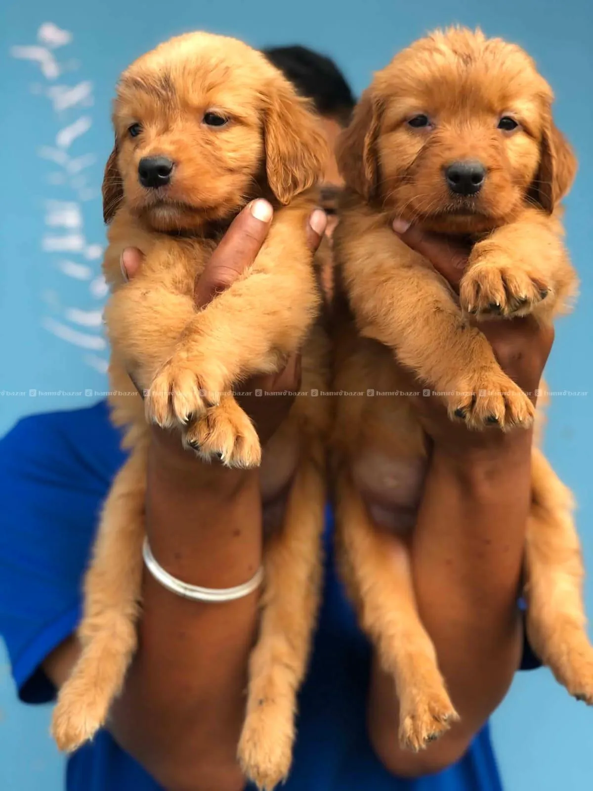 Golden Retiver Male Female