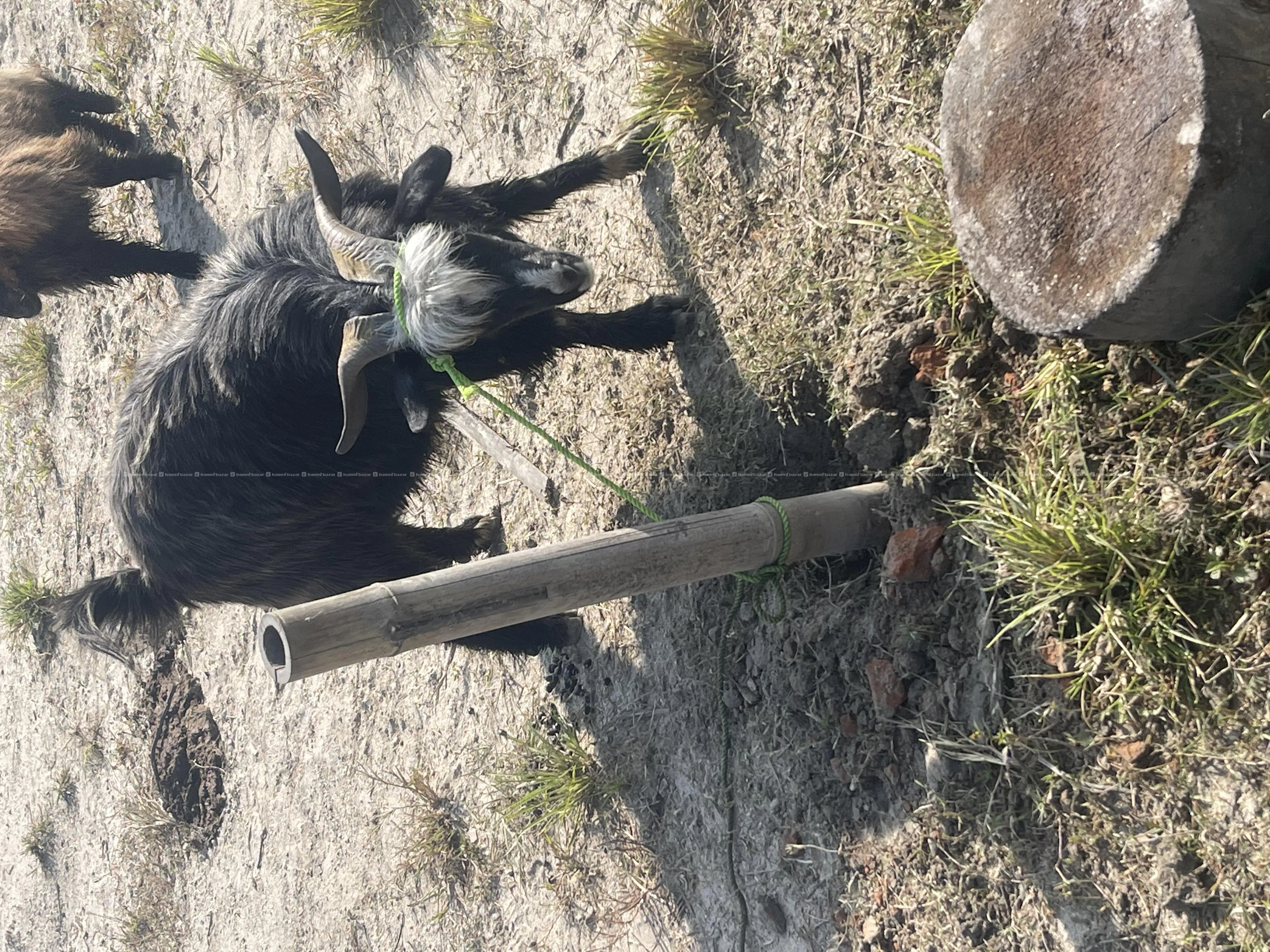mustang ko local chyangra