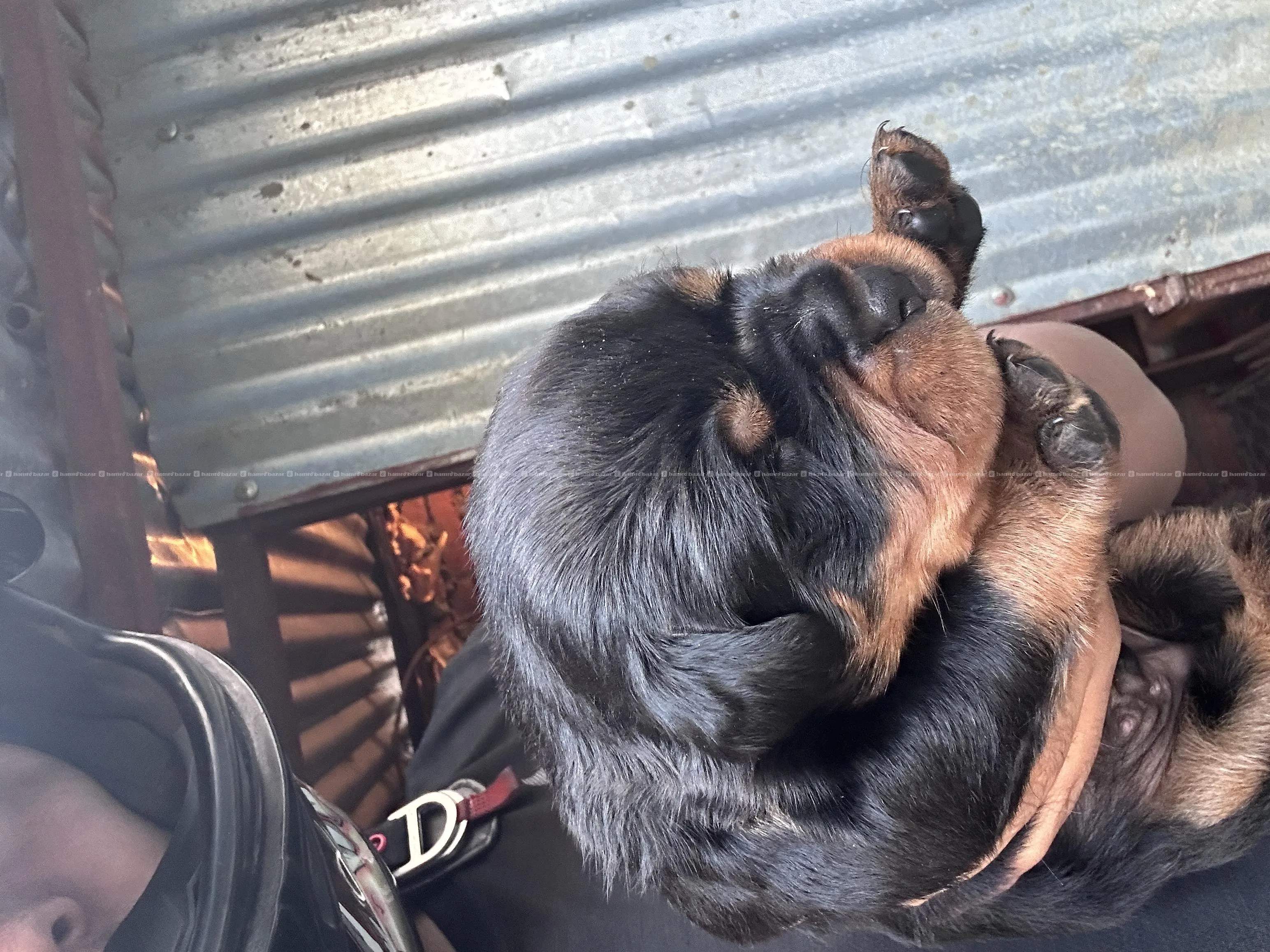rottweiler puppies