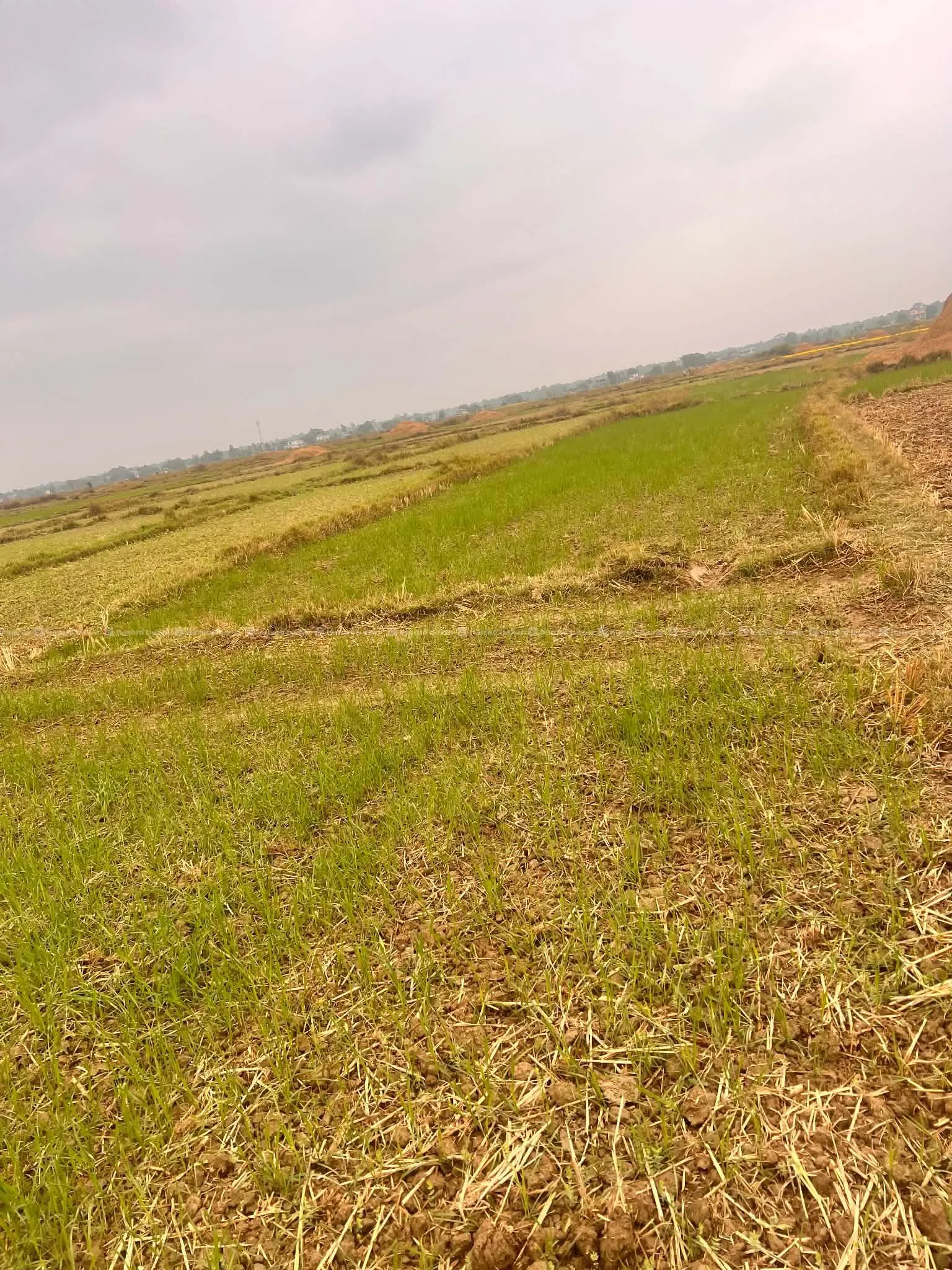 Agricultural Land